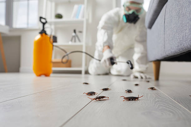 Post-Treatment Bed Bug Interceptor Monitoring in Carleton